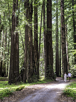 Trauung in einem Redwood tree national state park