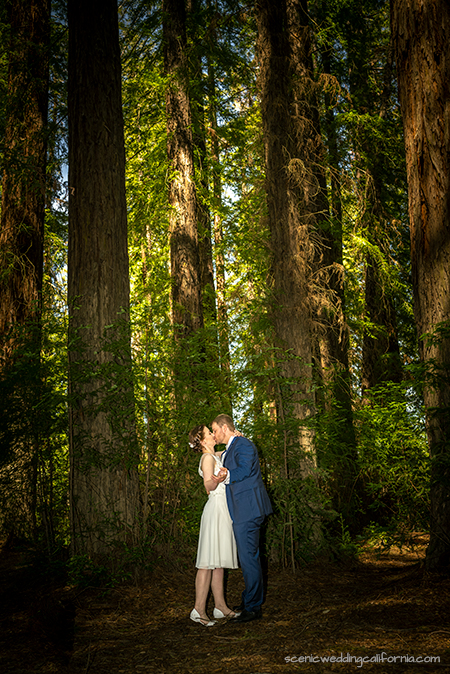 heiraten im redwood national forest park z.b. muir woods, klamath, armstrong oder yosemite